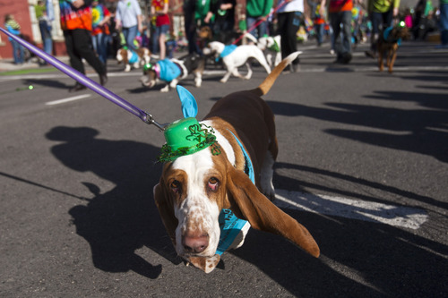 Chris Detrick  |  The Salt Lake Tribune
Utah Friends of Basset Hounds during the Salt Lake City St. Patrick's Day parade Saturday March 16, 2013. The annual parade showcasing Utah's Irish heritage, which celebrates its 35th year today, claims its roots in the first Irish immigrants brought to the state by Park City's mining boom, and even Irish-American soldiers stationed at Fort Douglas as early as 1862.