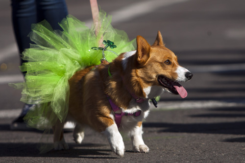 Chris Detrick  |  The Salt Lake Tribune
Tilli, from Utah Corgis, participates during the Salt Lake City St. Patrick's Day parade Saturday March 16, 2013. The annual parade showcasing Utah's Irish heritage, which celebrates its 35th year today, claims its roots in the first Irish immigrants brought to the state by Park City's mining boom, and even Irish-American soldiers stationed at Fort Douglas as early as 1862.