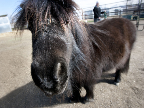 Steve Griffin | The Salt Lake Tribune


Blacky, a 34 inch tall 330 pound miniature horse, enjoys the sun shine   at Noble Horse Sanctuary, in Salt Lake City, Utah Monday March 18, 2013. He and stable mate, Jess, came to the sanctuary after their previous owner passed away.