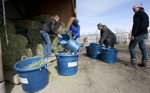 Steve Griffin | The Salt Lake Tribune


Catherine Kirby, Tracey Bagley, and volunteers Suzanne Lowell and Joycelyn Haley load hay into bins during feeding time at Noble Horse Sanctuary, in Salt Lake City, Utah Monday March 18, 2013.