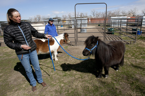 Steve Griffin | The Salt Lake Tribune


Catherine Kirby, left, and Tracey Bagley hold miniature horses Blacky and Jess at Noble Horse Sanctuary, in Salt Lake City, Utah Monday March 18, 2013. The 34 inch tall 330 pound horses came to the sanctuary after their previous owner passed away.