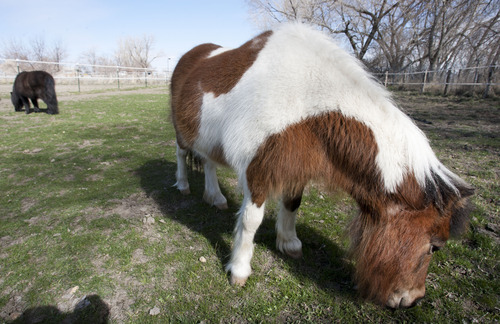 Steve Griffin | The Salt Lake Tribune


Miniature horses Jess and Blacky nibble on green grass at Noble Horse Sanctuary, in Salt Lake City, Utah Monday March 18, 2013. The 34 inch tall 330 pound horses came to the sanctuary after their previous owner passed away.