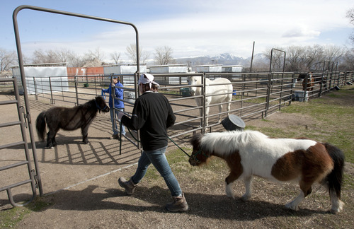 Steve Griffin | The Salt Lake Tribune


Tracey Bagley, left, and volunteer Joycelyn Haley walk miniature horses Blacky and Jess at Noble Horse Sanctuary, in Salt Lake City, Utah Monday March 18, 2013. The 34 inch tall 330 pound horses came to the sanctuary after their previous owner passed away.