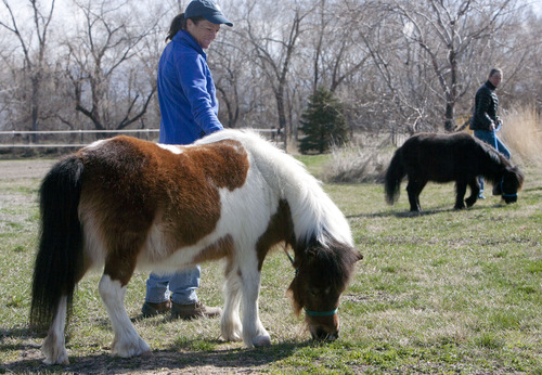 Steve Griffin | The Salt Lake Tribune


Catherine Kirby, right, and Tracey Bagley walk miniature horses Blacky and Jess at Noble Horse Sanctuary, in Salt Lake City, Utah Monday March 18, 2013. The 34 inch tall 330 pound horses came to the sanctuary after their previous owner passed away.