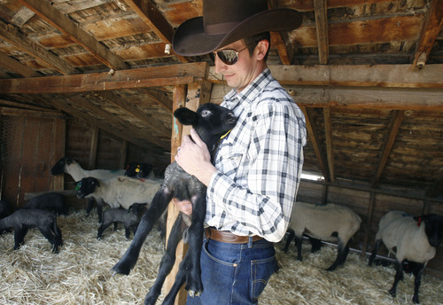 Scott Sommerdorf   |  The Salt Lake Tribune
Wes Crandall holds a lamb at Chad Warren's ranch in Mapleton, Friday, March 15, 2013. Crandall, the new owner of Morgan Valley Lamb, has kept the brand alive with a new business model.