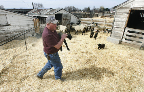 Scott Sommerdorf   |  The Salt Lake Tribune
Chad Warren carries a lamb at his ranch in Mapleton. Wes Crandall, the new owner of Morgan Valley Lamb, has kept the brand alive with a new business model, Friday, March 15, 2013.