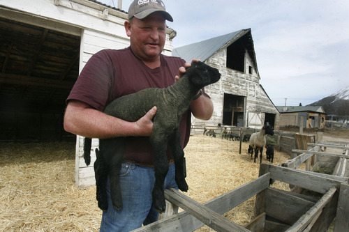 Scott Sommerdorf   |  The Salt Lake Tribune
One of Morgan Valley Lamb's producers, Chad Warren holds a four-day old lamb at his ranch in Mapleton. Wes Crandall, the new owner of Morgan Valley Lamb, has kept the brand alive with a new business model, Friday, March 15, 2013.
