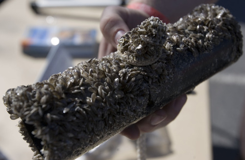Tribune file photo
A Division of Wildlife Resources biologist holds a pipe encased by quagga mussels in 2008. The National Park Service said Wednesday March 27 that adult quagga mussels have been discovered at Lake Powell, though officials do not believe the lake has a reproducing population of the tiny but destructive creatures.