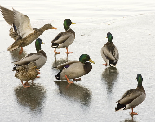 Paul Fraughton  |  The Salt Lake Tribune
Ducks walk on a frozen section of the pond at Liberty Park.