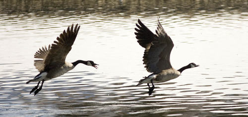 Paul Fraughton  |  The Salt Lake Tribune
Canada geese on the pond at Liberty park.
 Monday, February 25, 2013