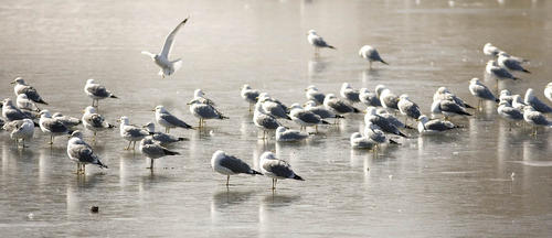 Paul Fraughton  |  The Salt Lake Tribune
Seagulls stand on the ice-covered Liberty Park Pond.