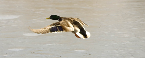 Paul Fraughton  |  The Salt Lake Tribune
A duck lands on the pond at Liberty Park.