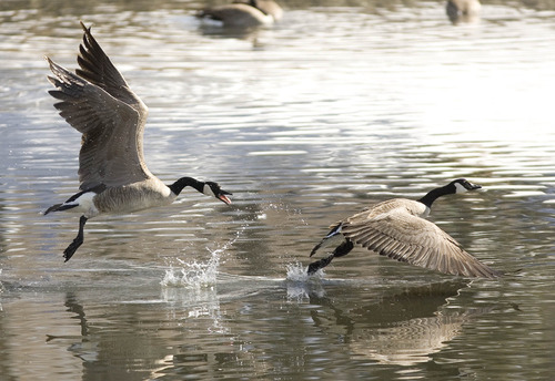 Paul Fraughton  |  The Salt Lake Tribune
Canada geese on the pond at Liberty park.
 Monday, February 25, 2013