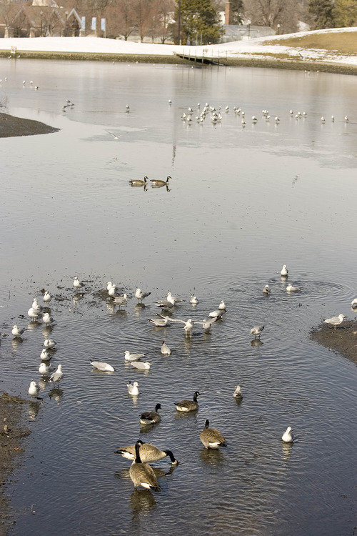 Paul Fraughton  |  The Salt Lake Tribune
Ducks, geese and seagulls co-mingle on the pond at Liberty Park.
 Monday, February 25, 2013