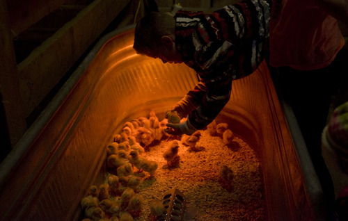 Kim Raff  |  The Salt Lake Tribune
William McCain picks up baby chicks out of their enclosure in the Savage Livery Stable during Baby Animal Season at This is the Place Heritage Park in Salt Lake City on April 1, 2013.