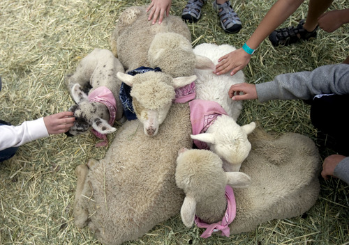 Kim Raff  |  The Salt Lake Tribune
Park visitors pet sheep and lambs in the Petting Corral during Baby Animal Season at This is the Place Heritage Park in Salt Lake City on April 1, 2013. The event will continue until May 24.