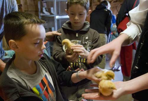 Kim Raff  |  The Salt Lake Tribune
Brothers (left) Jon and Ryan Chapman hold baby chicks in the Savage Livery Stable during Baby Animal Season at This is the Place Heritage Park in Salt Lake City on April 1, 2013. The event will continue until May 24.