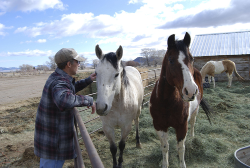 Brian Maffly | The Salt Lake Tribune

Dave Baker, a third-generation Snake Valley rancher, greets his ranch hands' horses.