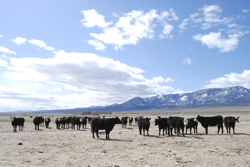 Brian Maffly | The Salt Lake Tribune

Cattle gather in Snake Valley near the Utah-Nevada state line.