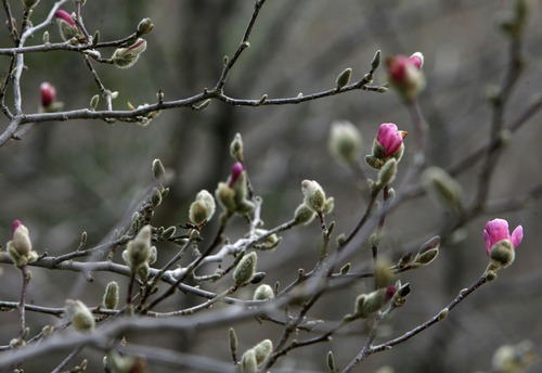 Steve Griffin | The Salt Lake Tribune


Magnolia blossoms at Red Butte Garden in Salt Lake City, Utah Monday April 1, 2013.
