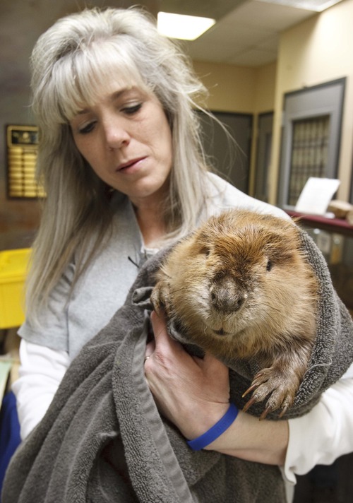Leah Hogsten  |  The Salt Lake Tribune
Rehabilitation Center of Northern Utah Executive Director DaLyn Erickson-Marthaler tends to beaver #3, April 4, 2013. Chevron, whose pipeline spilled diesel into beaver habitat at Willard Bay State Park, has donated $35,000 to the nonprofit Wildlife Rehabilitation Center of Northern Utah to help the Ogden facility cover the cost of six rescued beavers' care and make up what the center expected to make at a fundraiser that had to be cancelled due to the around-the-clock care of the animals.