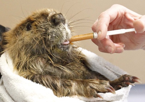 Leah Hogsten  |  The Salt Lake Tribune
Beaver #5 gets a syringe full of nutrient-rich food to supplement his diet of aspen, willow, sweet potatoes and carrots on Thursday. The last three beavers to arrive at the Wildlife Rehabilitation Center of Northern Utah are worse off than the original three after spending eight days in the diesel-laden waters of Willard Bay State Park. Chevron, whose pipeline spilled the diesel, has provided $35,000 to help the nonprofit center in Ogden cover the cost of the animals' care and make up what the center expected to make at a fundraiser that had to be canceled due to the around-the-clock care of the six rescued beavers.