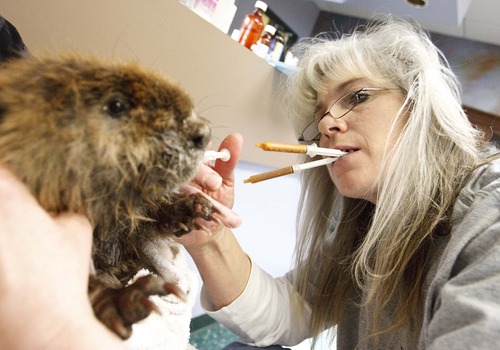Leah Hogsten  |  The Salt Lake Tribune
DaLyn Erickson, executive director of the Wildlife Rehabilitation Center of Northern Utah, gives beaver #5 a syringe full of nutrient-rich food to supplement his diet of aspen, willow, sweet potatoes and carrots, April 4, 2013. Chevron, whose pipeline spilled diesel into the beaver habitat at Willard Bay State Park, has donated $35,000 to the Ogden nonprofit to help cover the cost of the six rescued beavers' care and make up what the center expected to make at a fundraiser that had to be canceled due to the around-the-clock care of the animals.