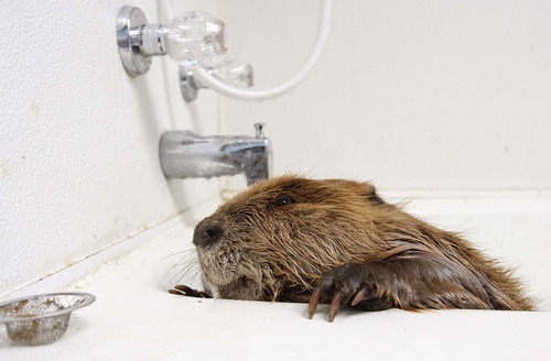 Leah Hogsten  |  The Salt Lake Tribune
Beaver #1 gets one of her three baths of the day April 4, 2013. It was the first to arrive at the rehab center March 19 and appears to be bouncing back to good health. Chevron, whose pipeline spilled diesel into beaver habitat at Willard Bay State Park on March 18, has donated $35,000 to the nonprofit Wildlife Rehabilitation Center of Northern Utah to help the Ogden facility cover the cost of six rescued beavers' care and make up what the center expected to make at a fundraiser that had to be cancelled due to the around-the-clock care of the animals.