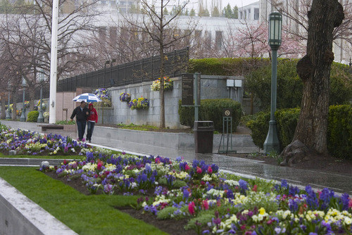 Paul Fraughton  |  The Salt Lake Tribune
Spring flowers and rainy weather on Temple Square, a not uncommon combination for LDS General Conference in the spring.