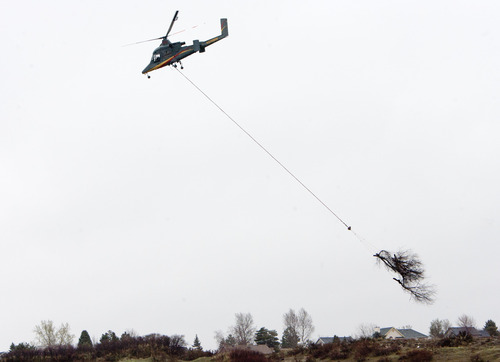 Steve Griffin | The Salt Lake Tribune


A helicopter carries large tree branches out of Dimple Dell Canyon in Sandy, Utah Monday April 8, 2013. With the help of ground crews the helicopter removed trees and brush considered to be a fire hazard in a  joint effort project of the Sandy City Fire Department, Salt Lake County and the Utah Division of Forestry, Fire and State Lands.