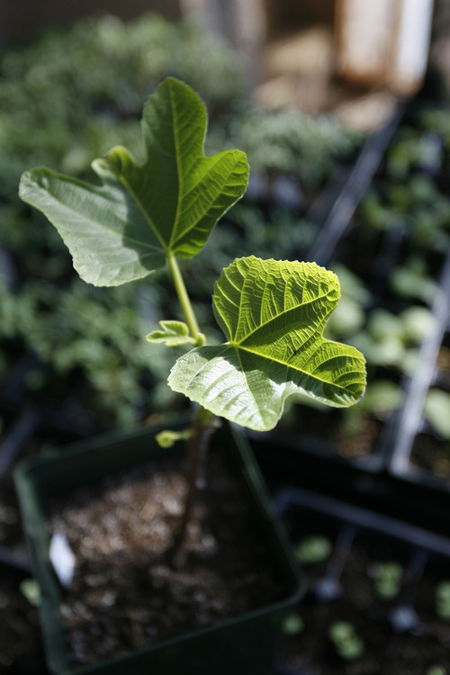 Francisco Kjolseth  |  The Salt Lake Tribune
A fig first-year start is one of several being grown in the greenhouse at City Academy in Salt Lake by Tom King the building manager. There are a number of lesser-known fruit and nut trees that grow well in Utah including hazelnuts, almonds, quince and figs.