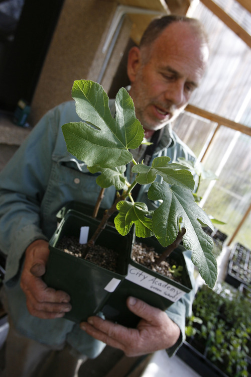 Francisco Kjolseth  |  The Salt Lake Tribune
Tom King, the building manager of City Academy has several varieties of figs planted all across the front of the downtown Salt Lake school. Here, he holds a number of first-year starts in the greenhouse erected in the Spring outside of the school.