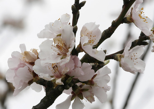 Gardening: Branch out with trees for an edible landscape - The Salt