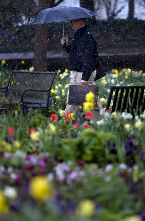 Kim Raff  |  The Salt Lake Tribune
Val Weight walks past gardens in full bloom in Temple Square as a wintry mix falls in Salt Lake City on Monday, April 15, 2013.