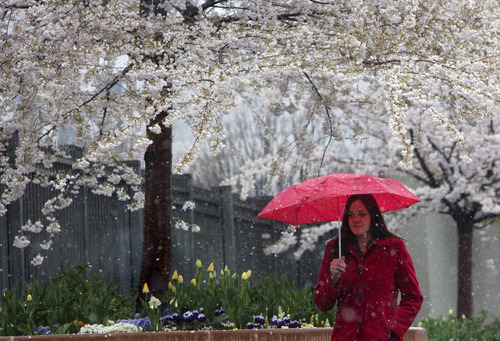 Kim Raff  |  The Salt Lake Tribune
Jennifer Morgan-Dearinger walks past plants in full bloom in Temple Square as a wintry mix falls in Salt Lake City on Monday, April 15, 2013.
