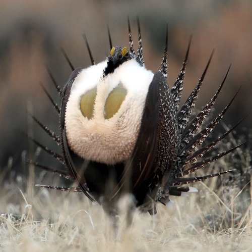 Rick Egan  | The Salt Lake Tribune 

A male greater sage-grouse does his strut display on a lek near Green River Wyoming, Wednesday, March 21, 2012.