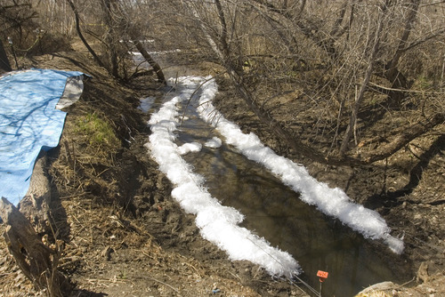 Paul Fraughton  |  The Salt Lake Tribune
The banks of a small stream at Willard Bay State Park affected by the diesel spill, is lined with pompoms, a material that collects petroleum distillates. Wednesday, April 10, 2013
