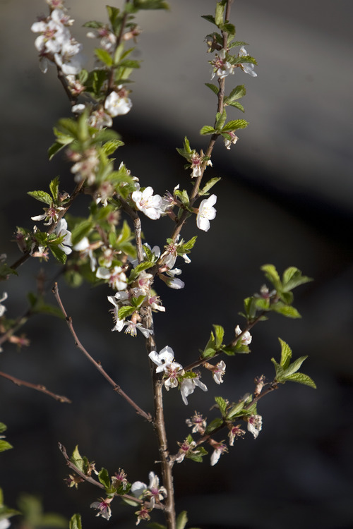 Kim Raff  |  The Salt Lake Tribune
A flowering Nanking cherry shrub grows outside the home of Emily Hodgson Soule in Salt Lake City on April 12, 2013.