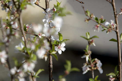 Kim Raff  |  The Salt Lake Tribune
A flowering Nanking cherry shrub grows outside the home of Emily Hodgson Soule in Salt Lake City on April 12, 2013.