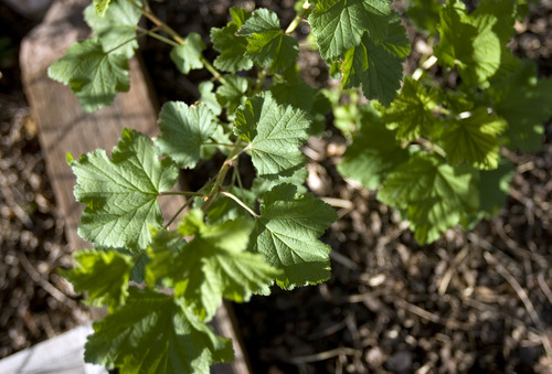 Kim Raff  |  The Salt Lake Tribune
A cherry red currant plant grows outside the home of Emily Hodgson Soule in Salt Lake City on April 12, 2013.