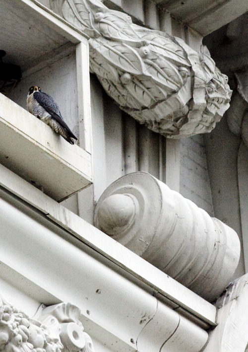 Kim Raff  |  The Salt Lake Tribune
A peregrine falcon sits on the edge of the nesting box on the Joseph Smith Memorial building in Salt Lake City on April 13, 2013.