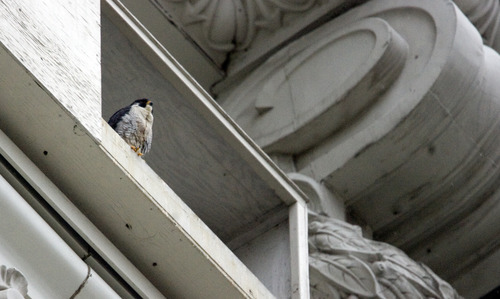 Kim Raff  |  The Salt Lake Tribune
A peregrine falcon sits on the edge of the nesting box on the Joseph Smith Memorial Building in Salt Lake City on April 13, 2013.