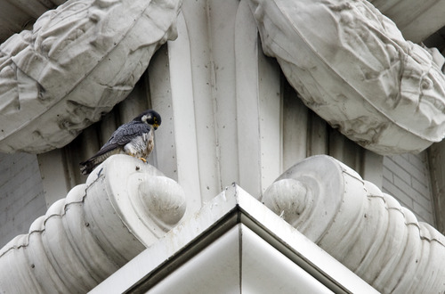 Kim Raff  |  The Salt Lake Tribune
A peregrine falcon sits on a ledge on the Joseph Smith Memorial Building in Salt Lake City on April 13, 2013.