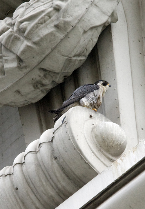 Kim Raff  |  The Salt Lake Tribune
A peregrine falcon sits on a ledge on the Joseph Smith Memorial Building in Salt Lake City on April 13, 2013.