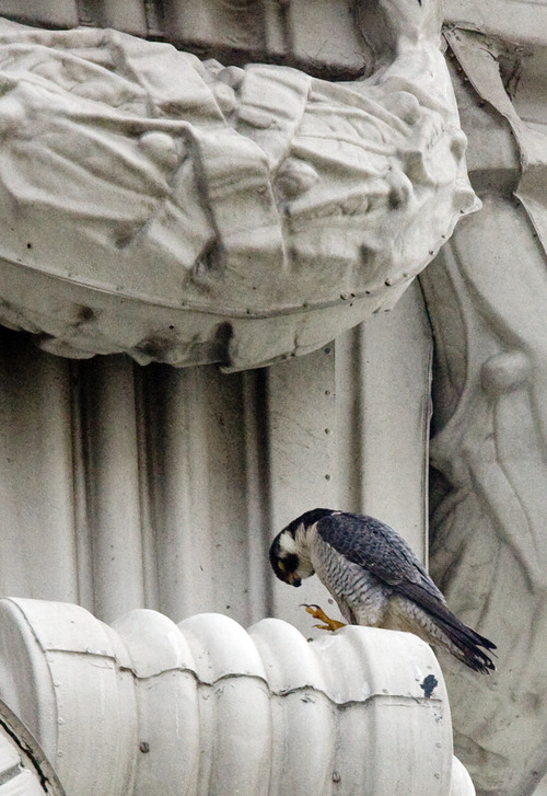Kim Raff  |  The Salt Lake Tribune
A peregrine falcon sits on a ledge on the Joseph Smith Memorial Building in Salt Lake City on April 13, 2013.