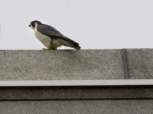 Kim Raff  |  The Salt Lake Tribune
A peregrine falcon sits on the LDS Church Administration Building in Salt Lake City on April 13, 2013.