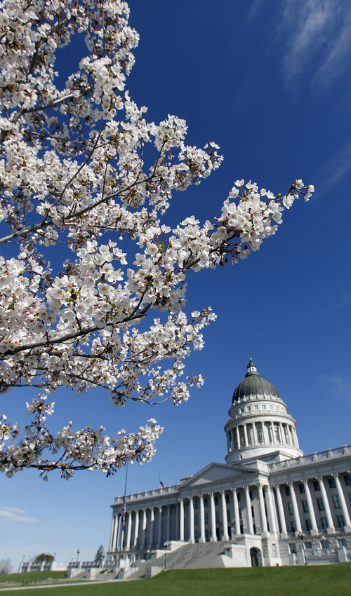 Al Hartmann  |  The Salt Lake Tribune
Yoshino Cherry trees in full bloom on Wednesday April 17 frame the Utah State Capitol. Hundreds of the trees are now maturing to create a tunnel-like effect as one walks along the Capitol Hill Memorial Walk.