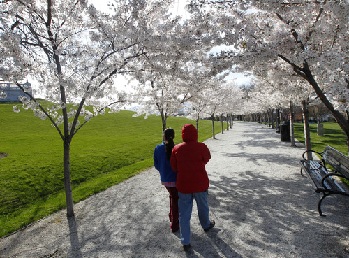Al Hartmann  |  The Salt Lake Tribune
A couple takes a walk through Yoshino Cherry trees in full bloom on Wednesday April 17 below the Utah State Capitol. Hundreds of the trees are now maturing to create a tunnel-like effect as one walks along the Capitol Hill Memorial Walk.