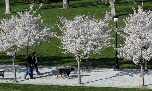 Al Hartmann  |  The Salt Lake Tribune
A couple takes a walk through Yoshino Cherry trees in full bloom on Wednesday April 17 below the Utah State Capitol. Hundreds of the trees are now maturing to create a tunnel-like effect as one walks along the Capitol Hill Memorial Walk.