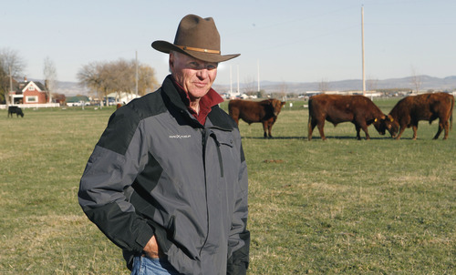 Al Hartmann  |  The Salt Lake Tribune
Fourth-generation rancher Joe Fuhrman stands in the bull pasture on his property south of Logan. The federal government has launched a livestock identification program to help prevent the spread of disease. Some cattlemen including Furnman oppose the measure because the program is mandatory.  He brands and ear tags his cattle already.